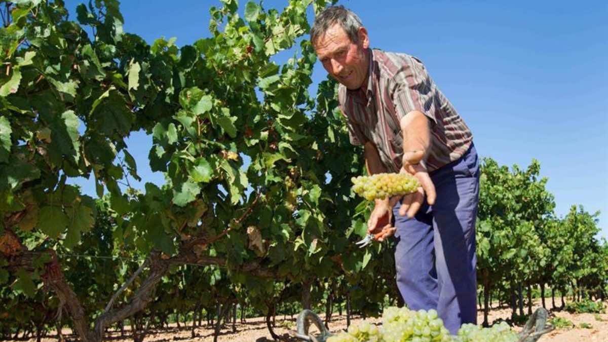 A retiree (67) works 8 hours in the harvest and social security catches him: he has to return a whole year of pension