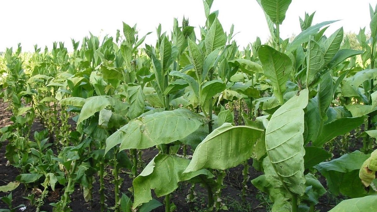 The EU accepts the destruction of thousands of jobs in this region of Spain and tobacco smuggers rub their hands in the face of WHO