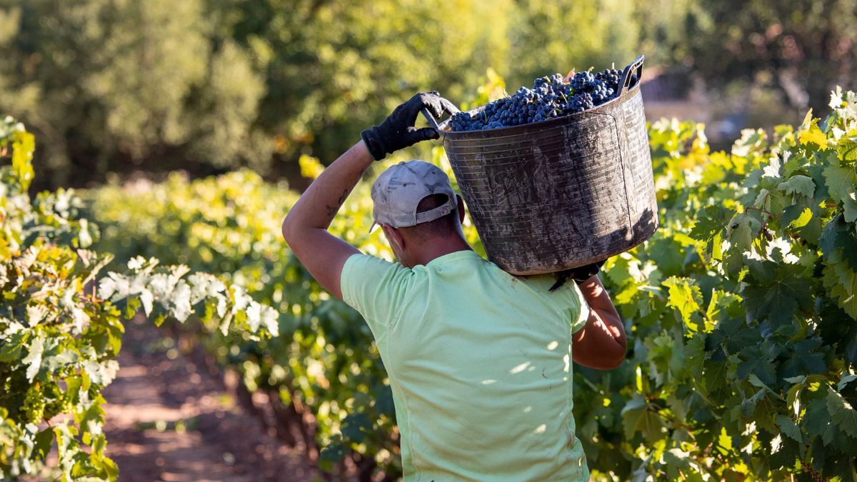 David Ramírez (45), winegrower, on the future of the Spanish countryside: "We can't be continually losing money"