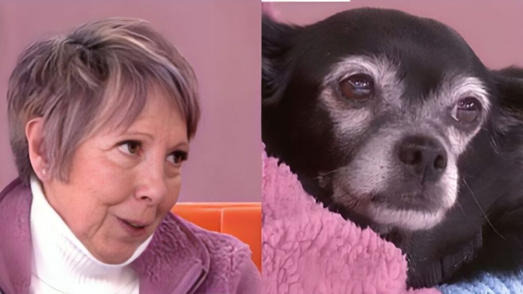 Consuelo, 71 years old: “My entire inheritance will go to my 12-year-old dog, my son will only receive the legitimate inheritance, I'm not crazy”