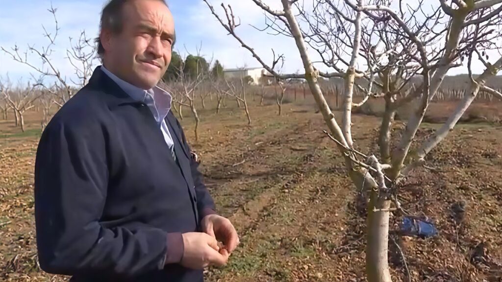Juan, a farmer, went from asking for money to turning over almost a million euros with pistachios: "You will live like a marquis"