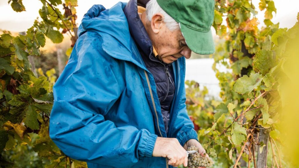A retiree loses his pension and must return 46,837 euros to Social Security for exceeding the limit allowed with his agricultural work