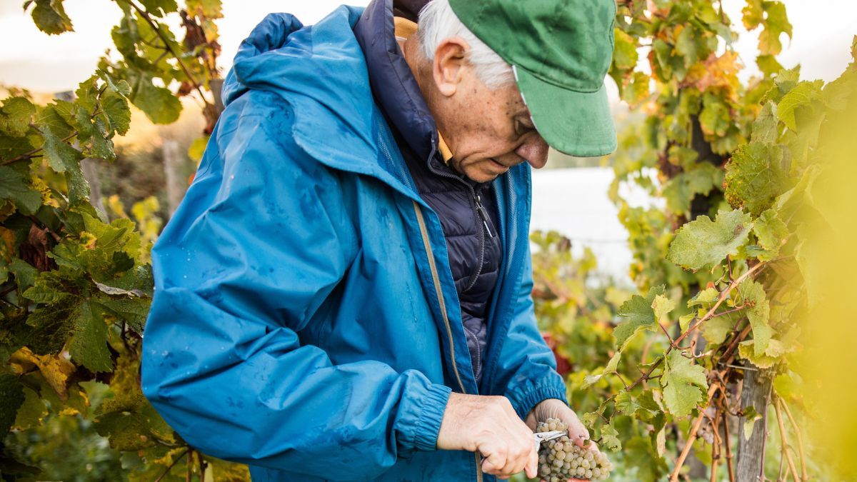 A retiree loses his pension and must return 46,837 euros to Social Security for exceeding the limit allowed with his agricultural work