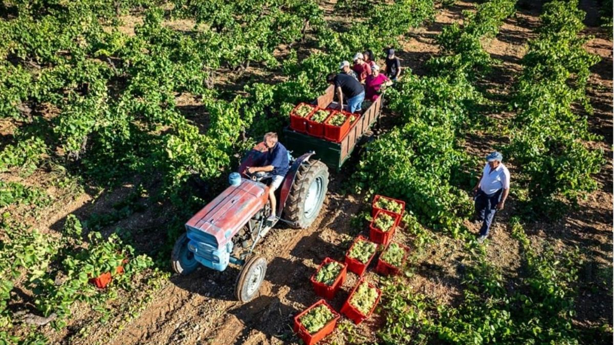 Joseph, farmer: "With these prices it is impossible to do the math, plowing a tractor costs €120 a day and fertilizer rose €100 a ton in hours... it's nonsense, we always pay the price."