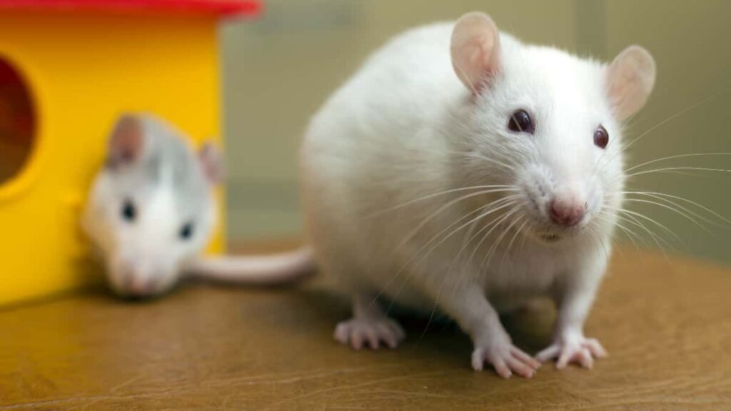 Scientists apply nicotine for 22 months to mice and discover that it delays age-related aging