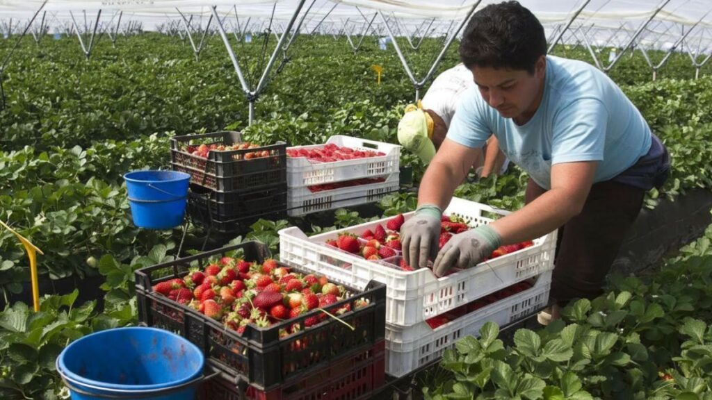 The European Union is reinforced as the leading fruit and vegetable market in the face of the decline in non-EU sales