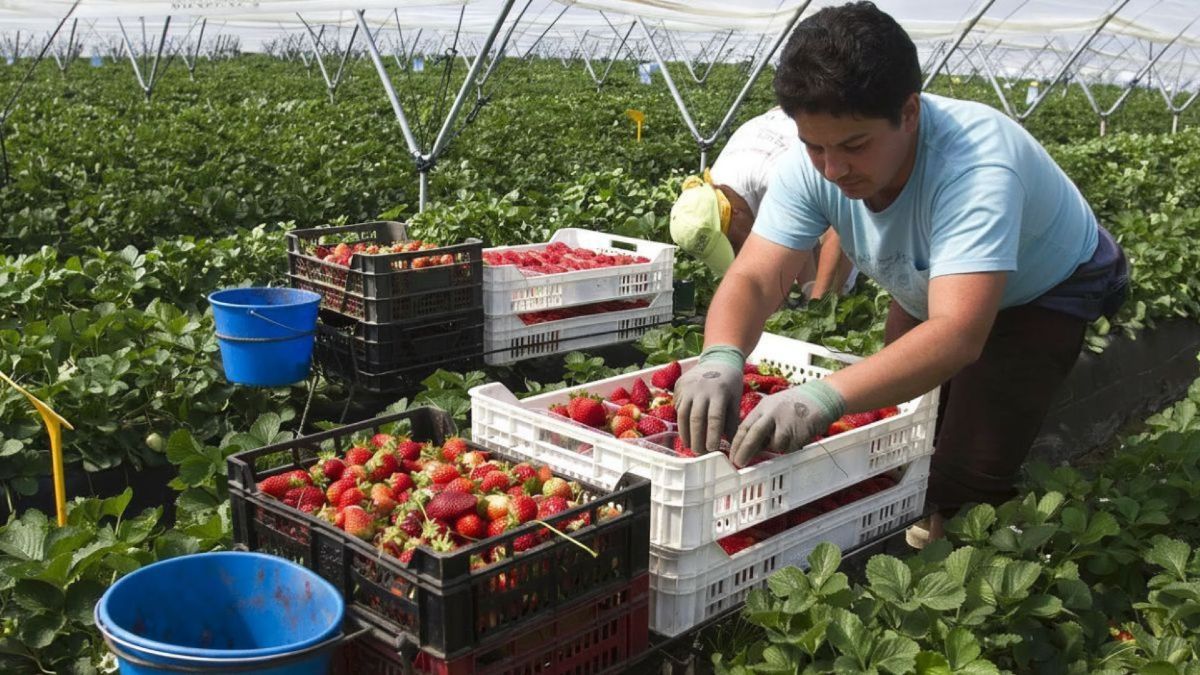 The European Union is reinforced as the leading fruit and vegetable market in the face of the decline in non-EU sales