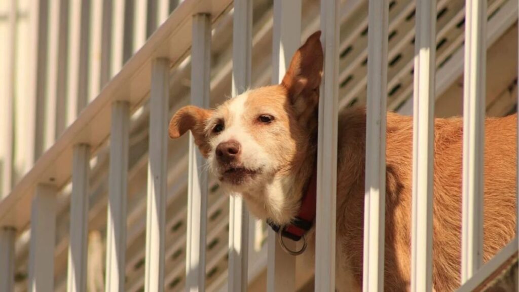 Fines of up to 50,000 euros: the Animal Welfare Law prohibits having dogs or cats on terraces and balconies