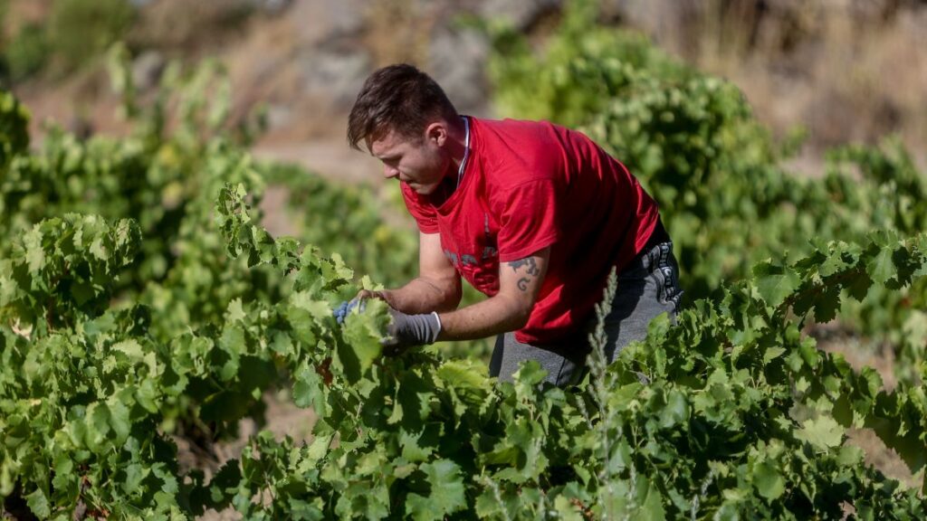 How to apply for aid for young farmers in 2026: requirements and deadlines