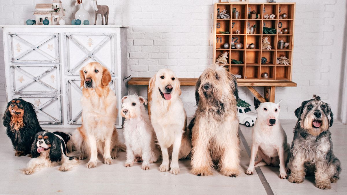 Sentenced to pay 15,000 euros to the buyers of their house for hiding the fact that the neighbor's 8 dogs were barking day and night