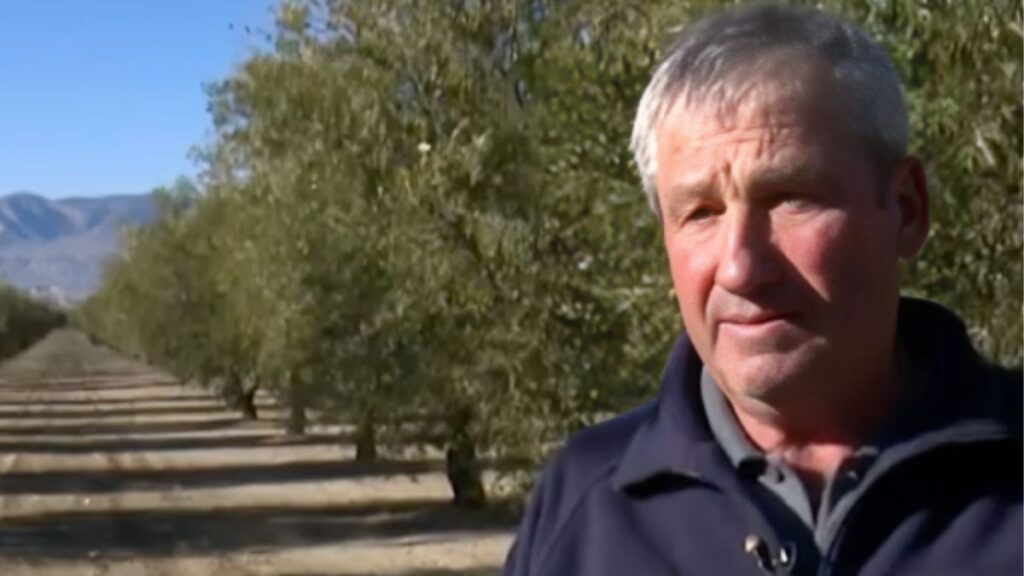 A farmer who earns 70,000 euros with his olive trees refuses to give them up for a solar plant and finds out from the BOE that they are expropriating him for their cadastral value
