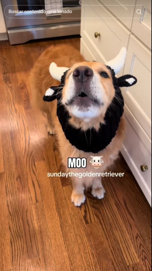 the golden retriever