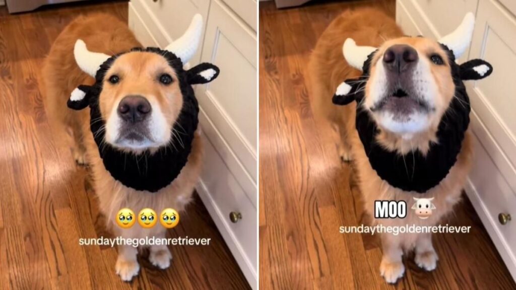 This golden retriever turns into a “cow” and sweeps TikTok: his imitation is touching