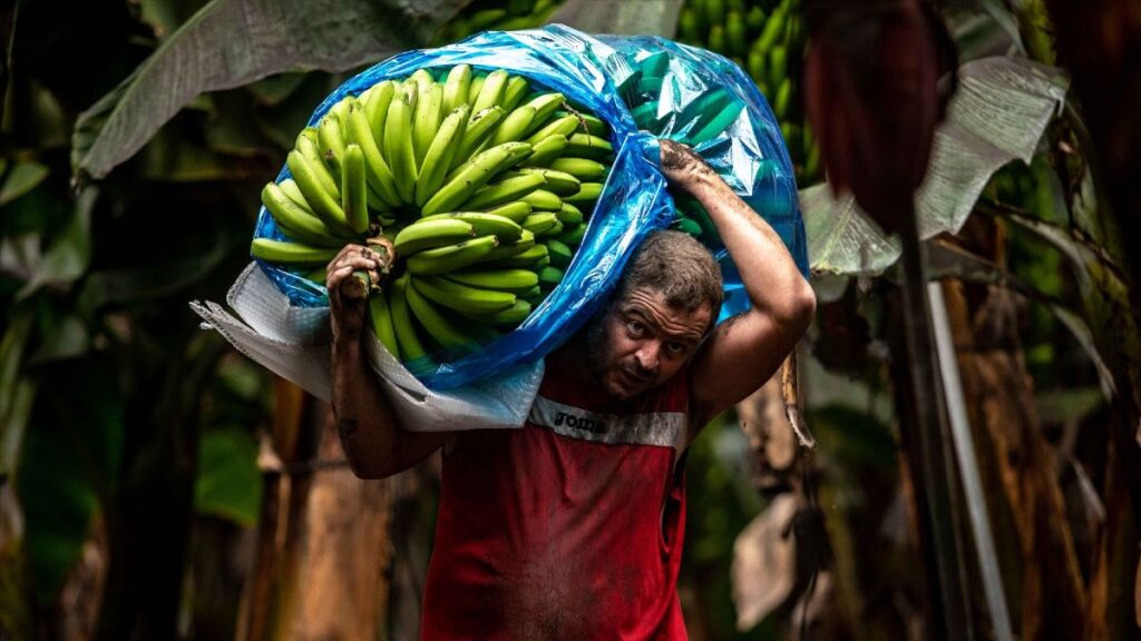 The BOE confirms it: banana trees will be able to insure damage from heat stroke, hurricane force wind and hail