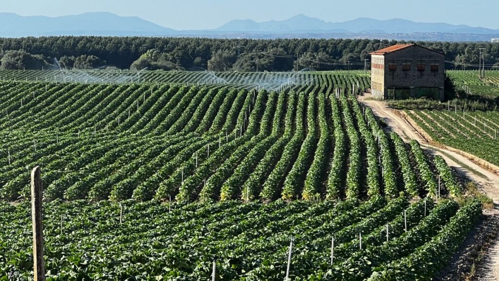 They analyze 45 tobacco farms in Extremadura and only 9% reach an advanced level of digitalization