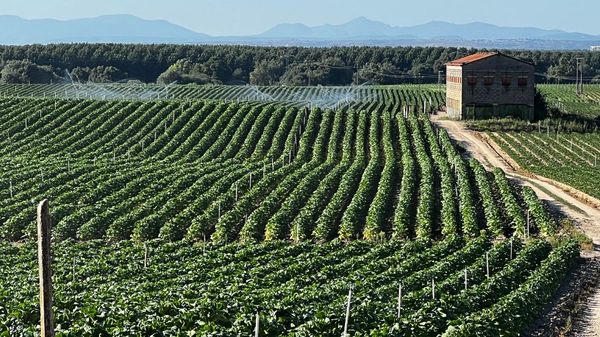 They analyze 45 tobacco farms in Extremadura and only 9% reach an advanced level of digitalization