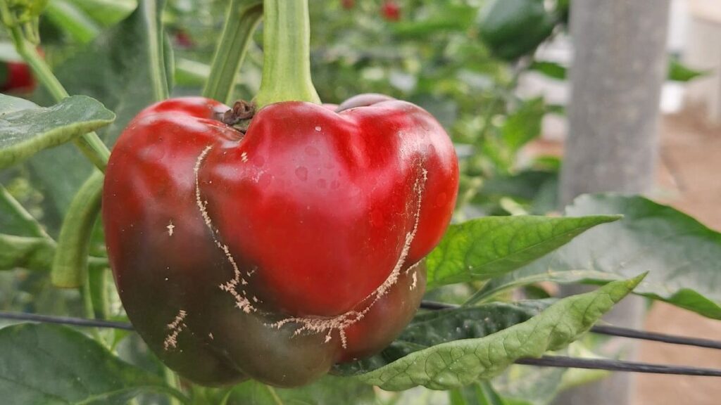 COEXPHAL demands urgent and mandatory measures against Thrips: 'zero sweep', biological stoppages and aid for losses greater than 30%