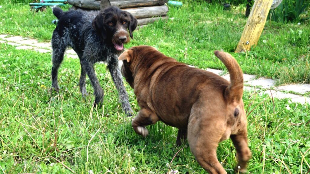 Their dogs continually escape to sneak into the neighbors' garden and one ends up attacking another animal: they condemn him to pay more than 3,200 euros