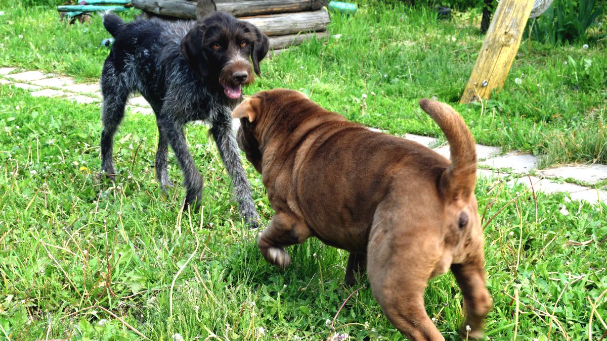 Their dogs continually escape to sneak into the neighbors' garden and one ends up attacking another animal: they condemn him to pay more than 3,200 euros