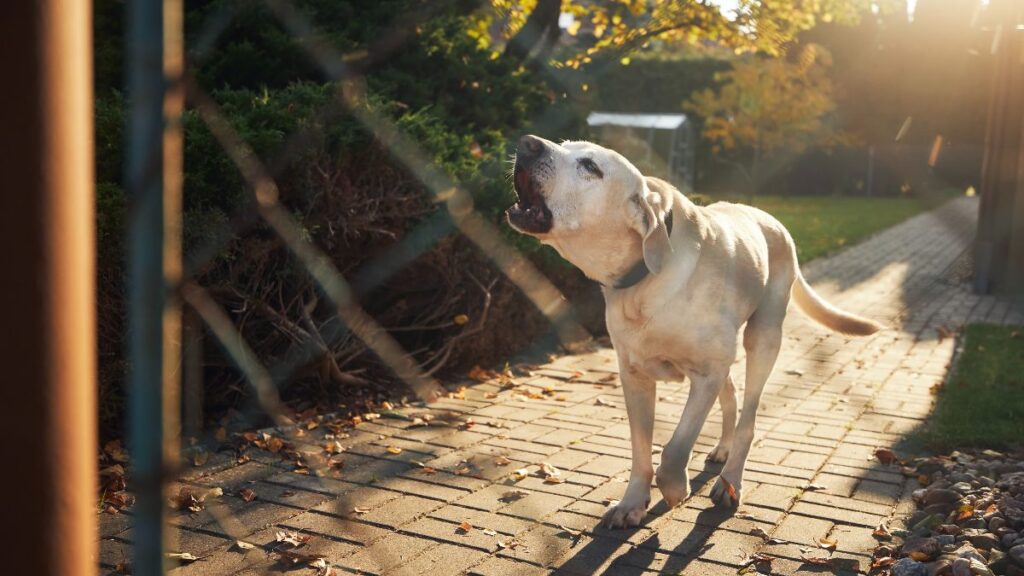 A man is fined more than 2,100 euros for not controlling his dog's continuous barking after complaints from neighbors