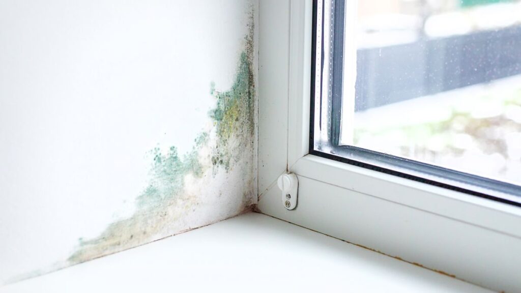 Justice allows a tenant to pay a third less rent because her landlady did not fix the humidity in the house