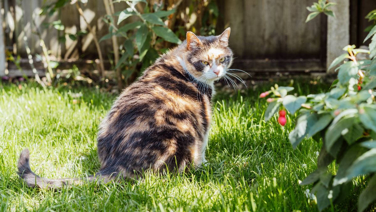 A man takes his neighbor to court because her cat sneaks into her garden to relieve herself: she is sentenced to pay 6,000 euros, but the sentence ends up annulled