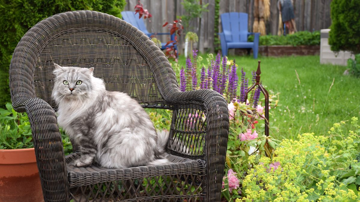 A woman will have to pay 30 euros every time her cat enters her neighbor's property and faces another fine of 2,000 euros